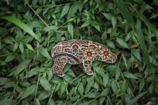 Multilayered rhinoceros - Atelier ChaNoir